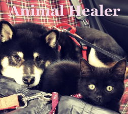 Animal Healing