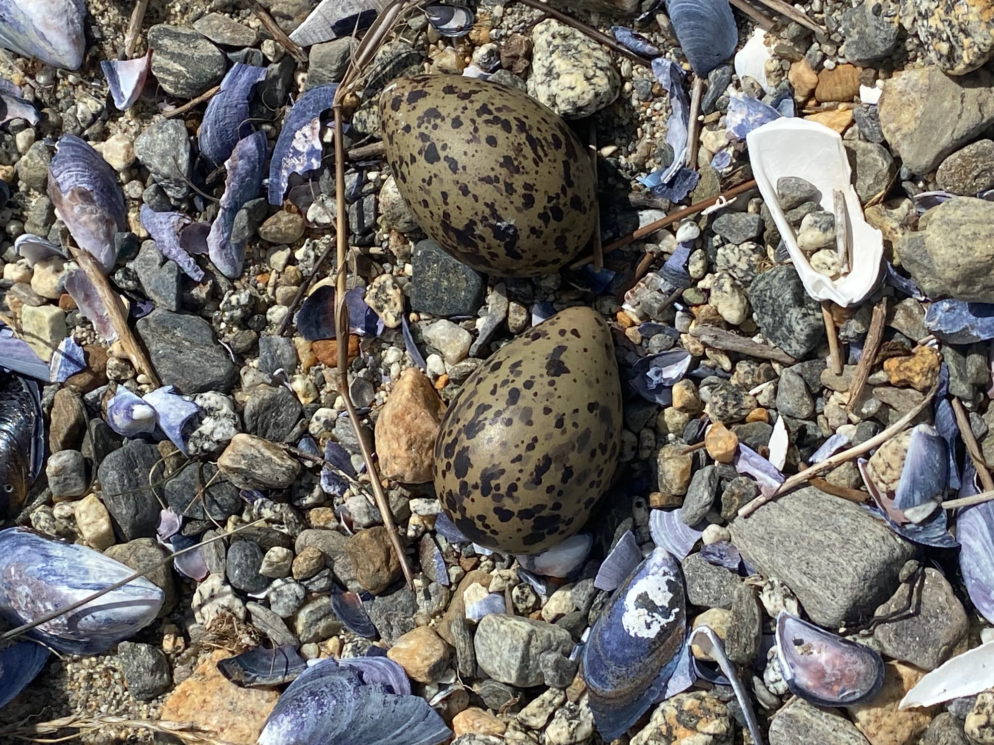 4 expediciones al circuito tradicional Ventisqueros