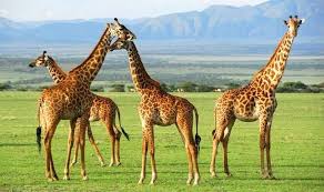 05 DAYS / 04 NIGHTS OLPEJETA AND LOISABA CONSERVANCY ROAD SAFARI