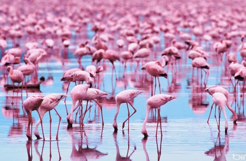 08 DAYS / 07 NIGHTS SAFARI