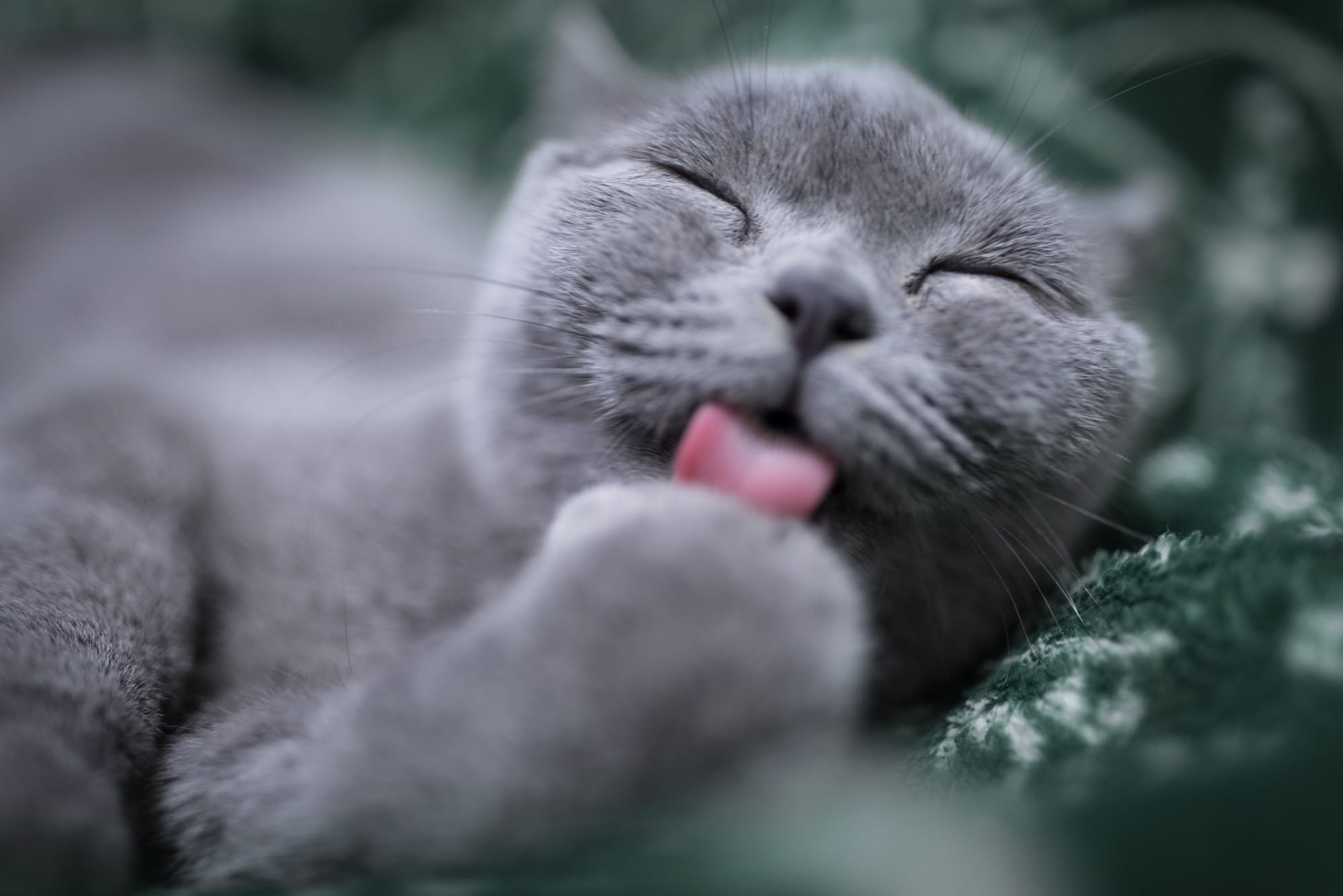 9 razones para tener un gato