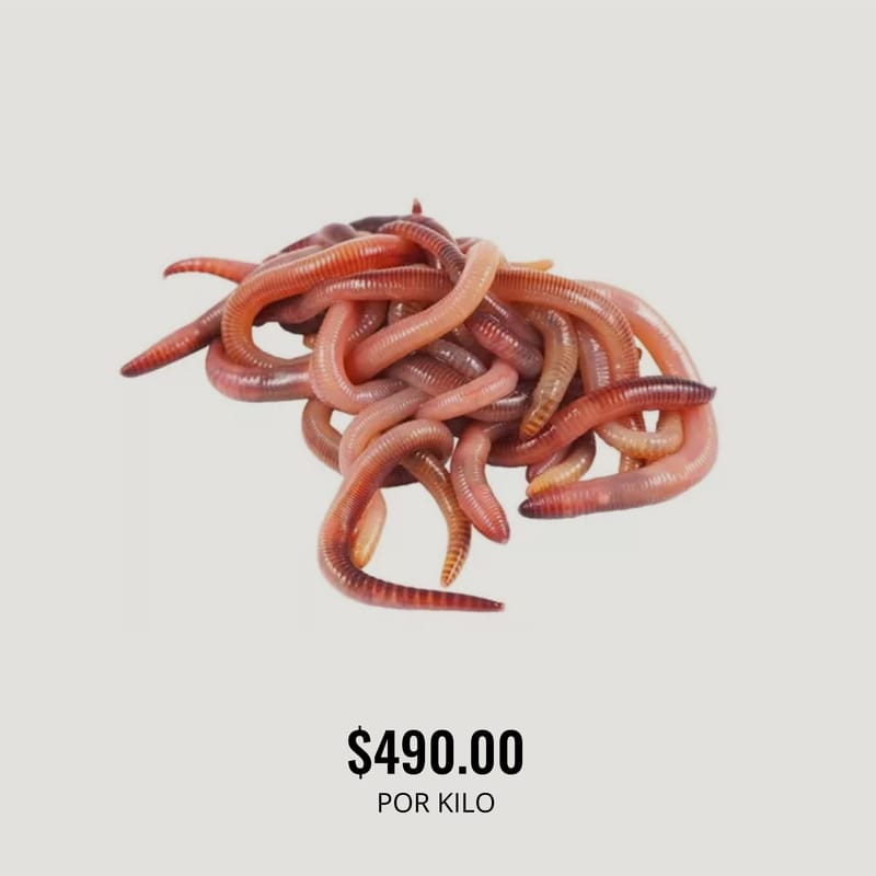 LOMBRICES CALIFORNIANAS