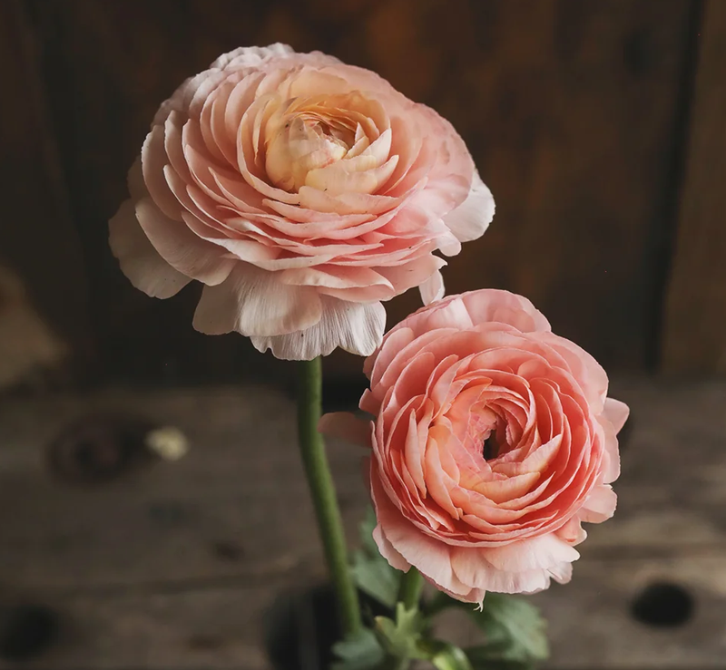 CLONE Ranunculus - Monarch Gardens