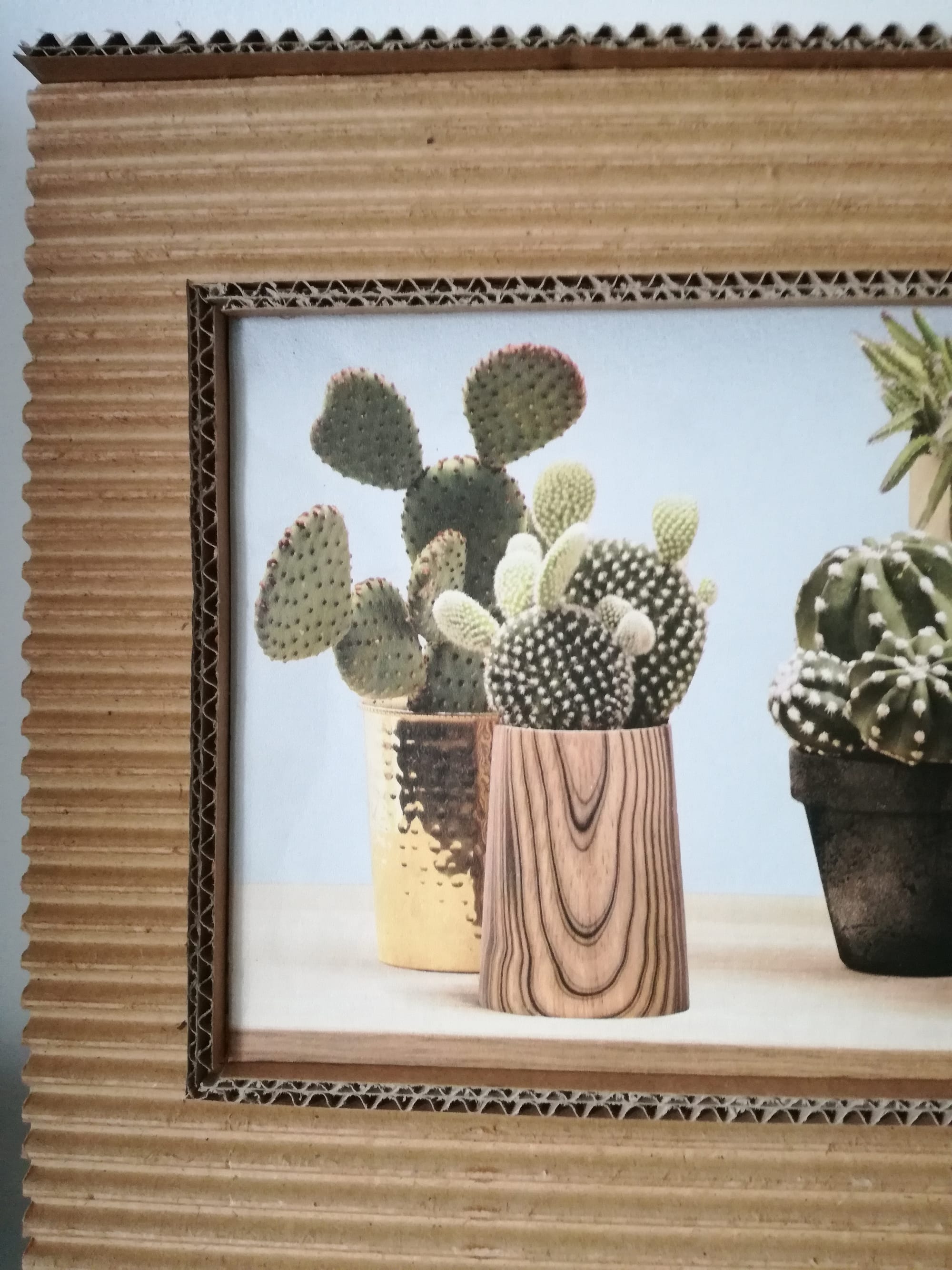 Cactus au naturel