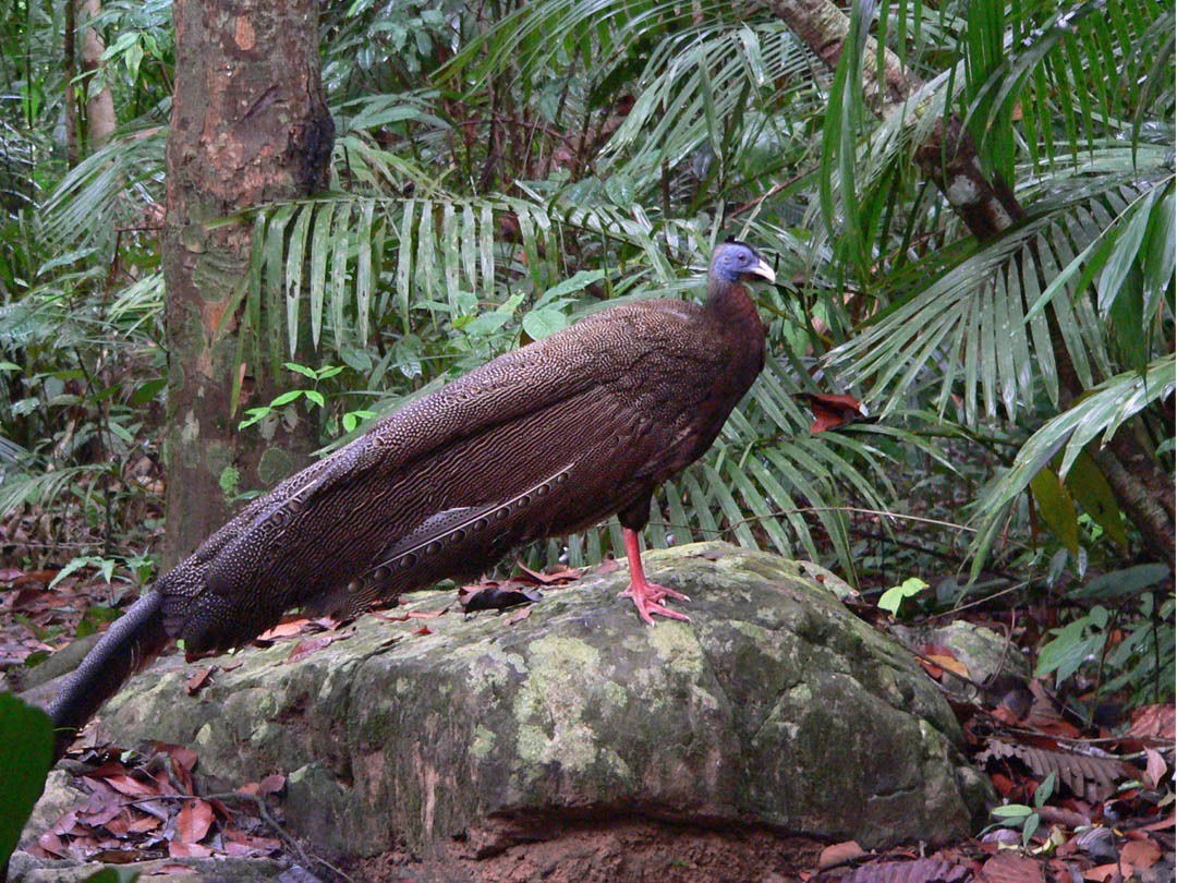 Burung Kuau