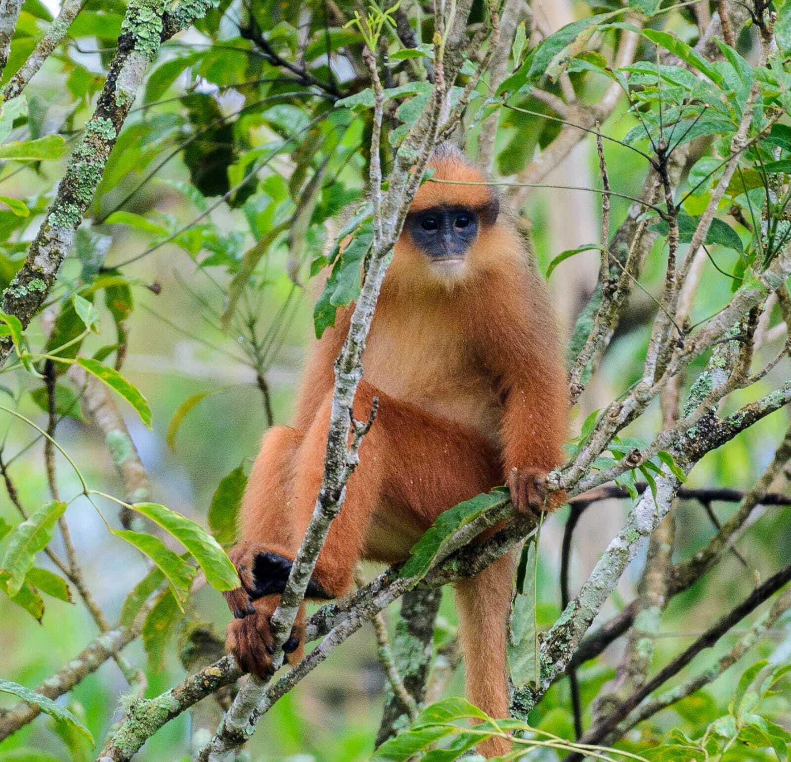 Red Monkey (Surili)