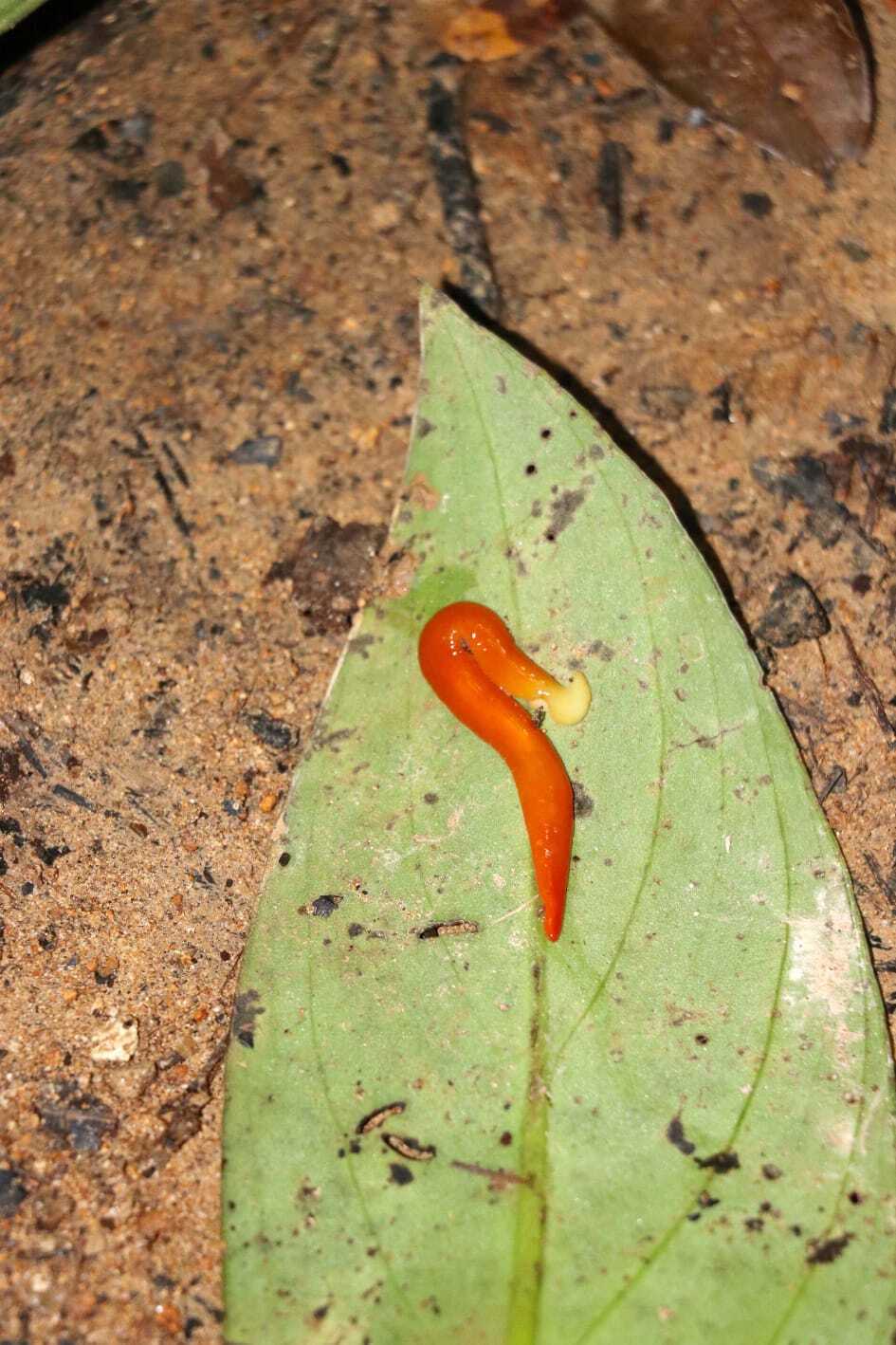 Cacing Kepala Palu (hammerhead worm)