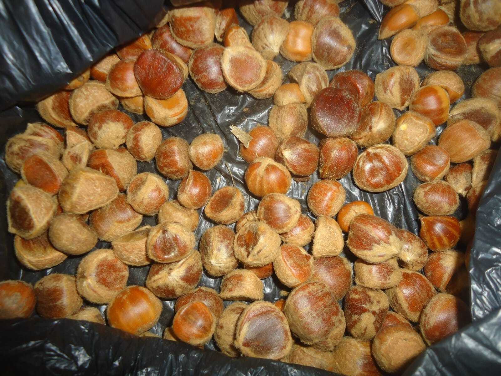 Buah Barangan (Berangan)