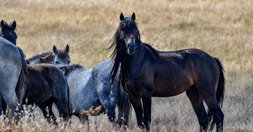 The battle for the Brumbies