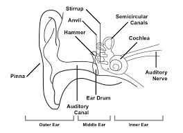 HUMAN EAR :