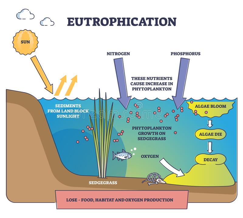 Eutrophication :