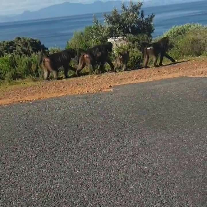 cape point /cape of good hope  wildlife.
