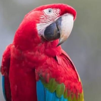 AFRICAN MACAW DMC SAFARIS