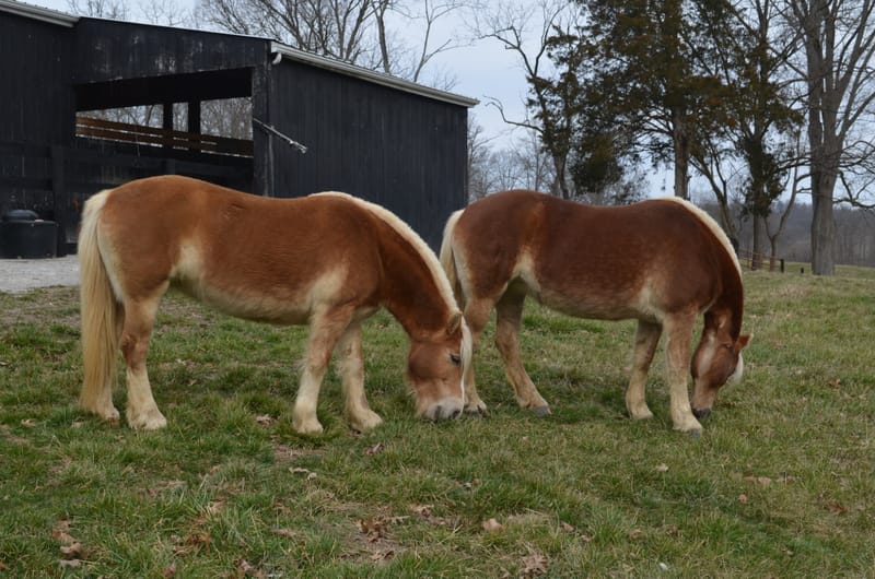 PONY RIDES