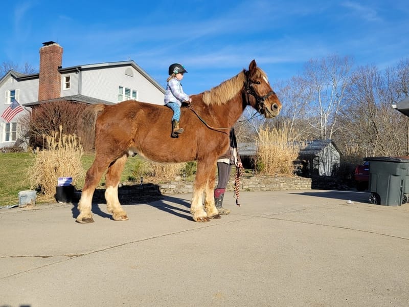 RIDING LESSONS