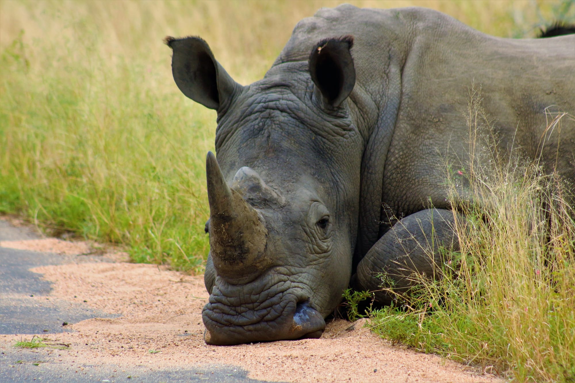 Kruger National Park