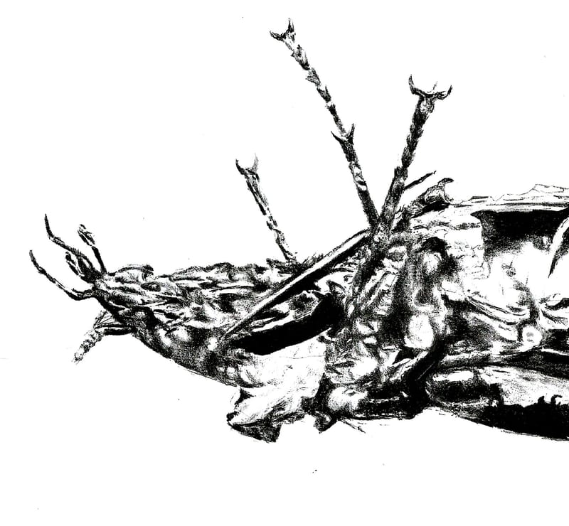 Istniejące stworzenia