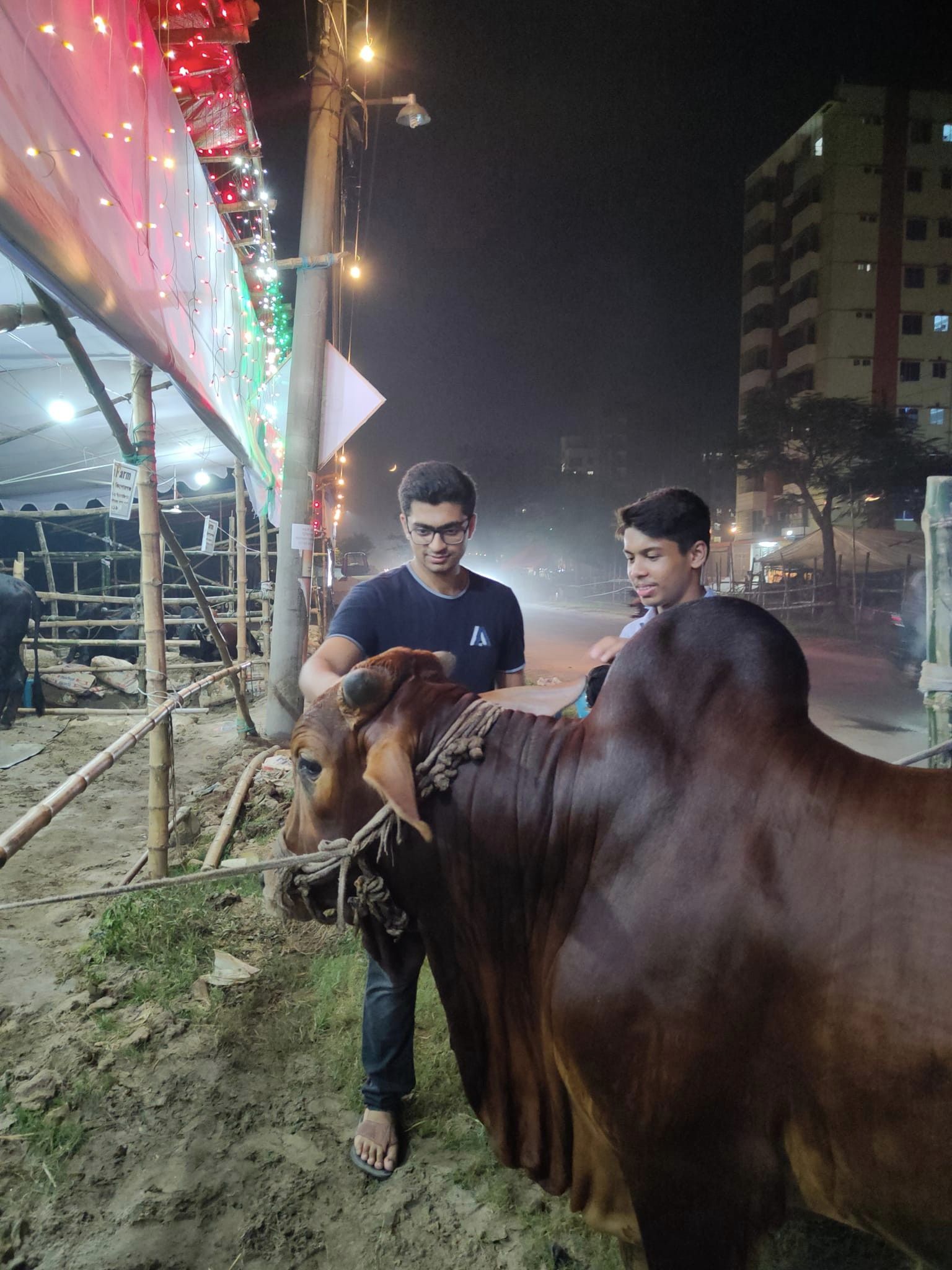 Visit a cattle farm