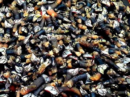 Percebes