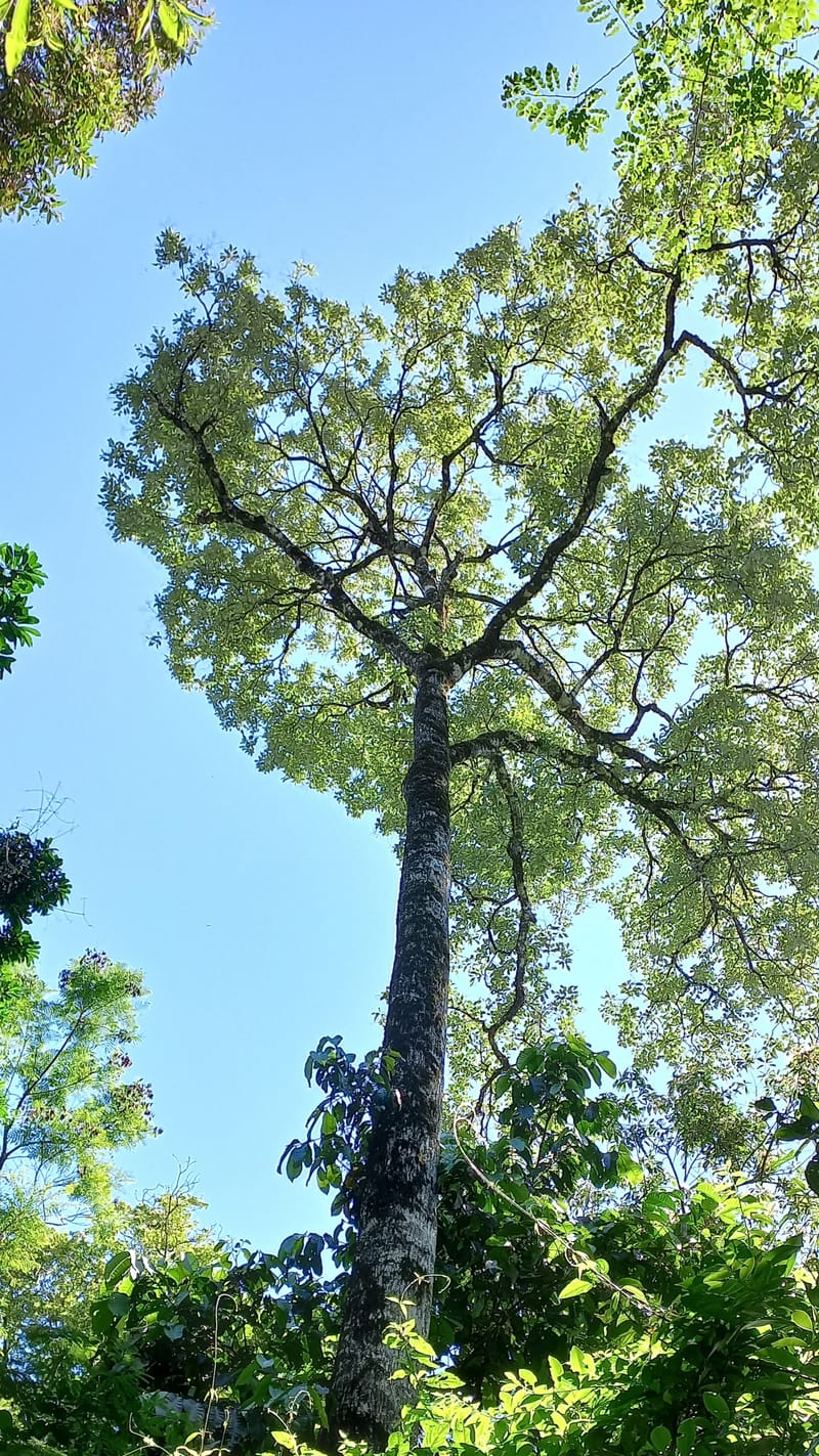 Selva Paranaense, Senderos, Yerbateras, comunidad Aborigen