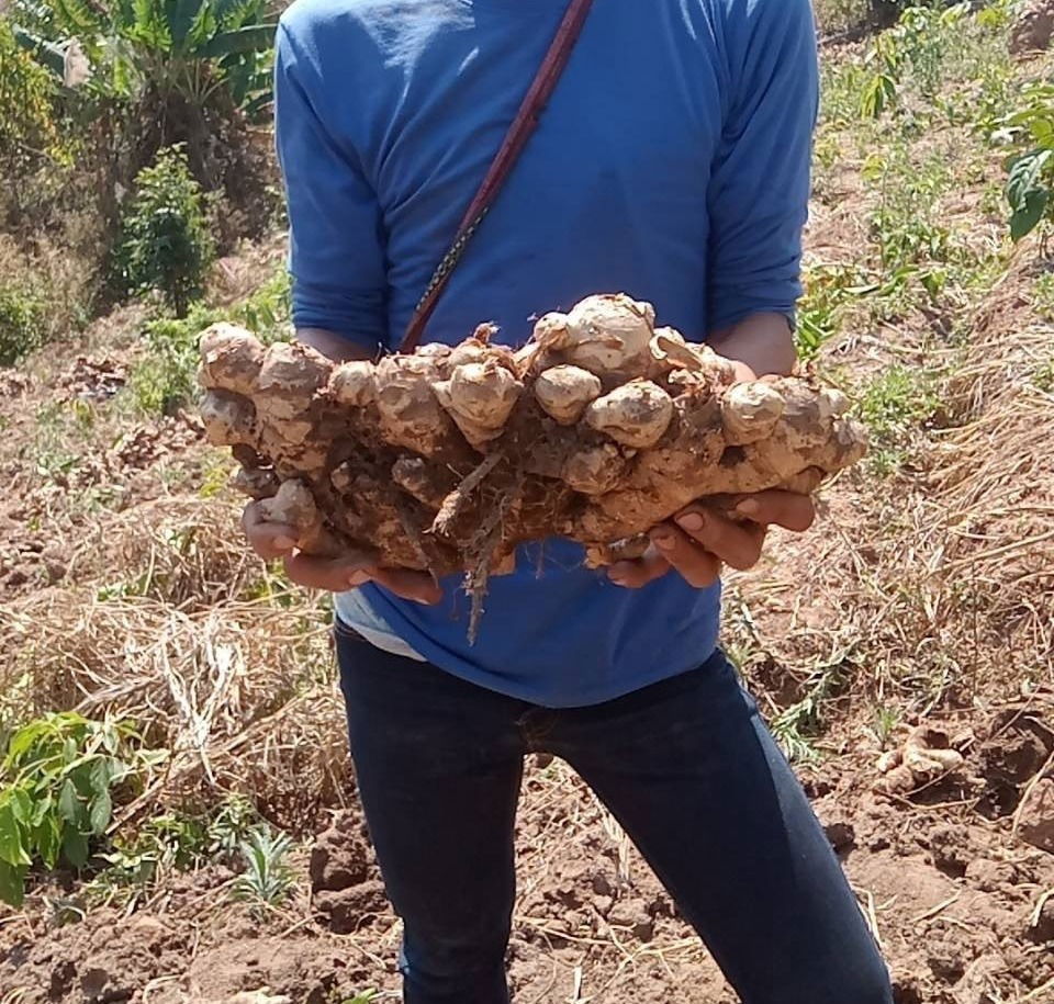 Thai Fresh Ginger Freshly Plowed