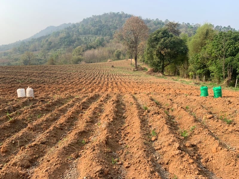 The evolution of ginger farming in Thailand