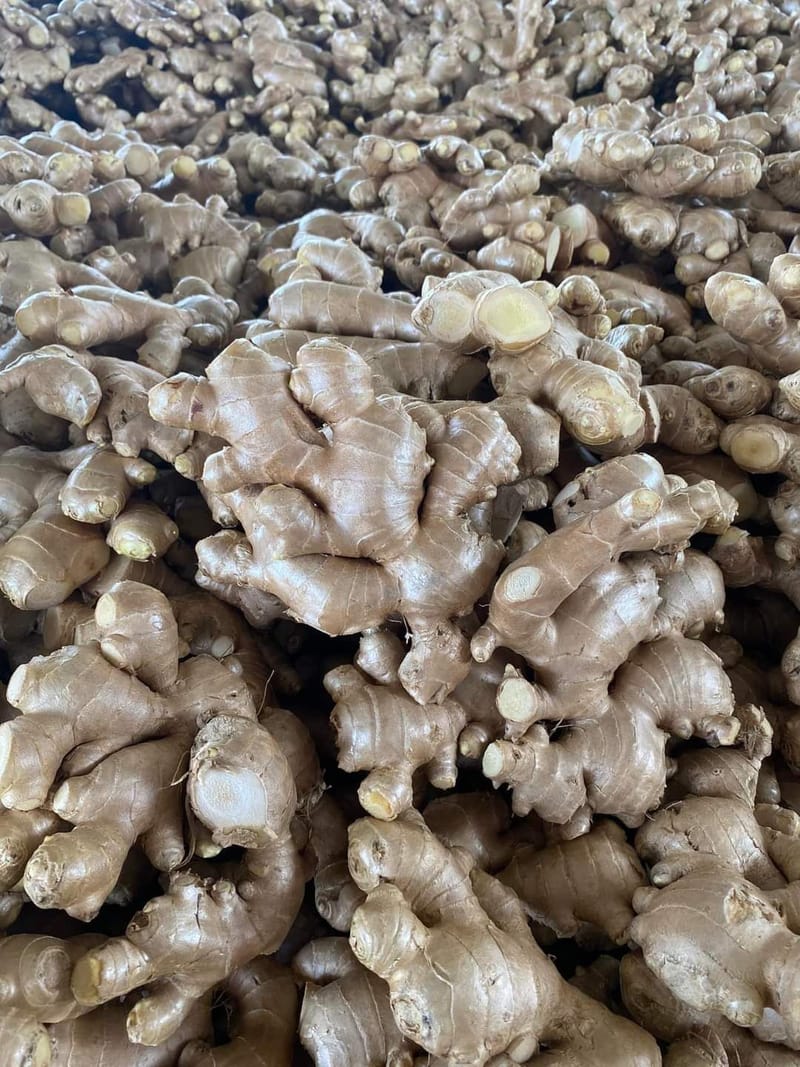 Fresh Ginger in Australian Industry