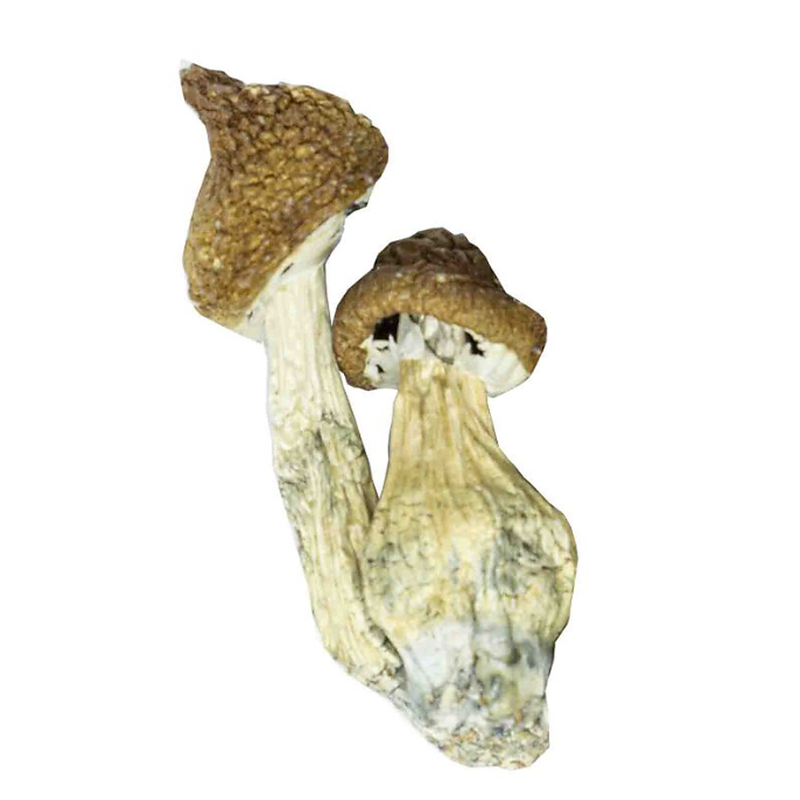 Os Cogumelos Mágicos Cubensis e sua Potencial Aplicação Terapêutica.