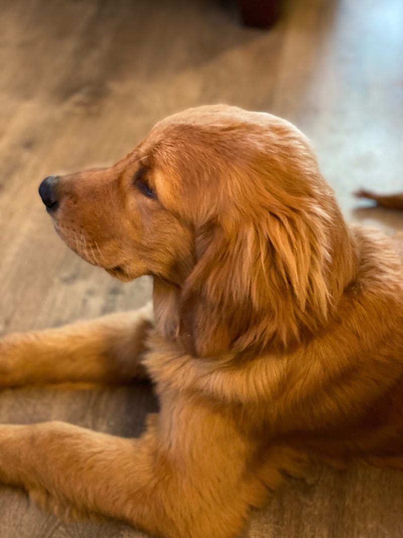 【 Golden Retriever 】ゴールデンレトリバー　27-27.5cm ゴールデン・レトリバー - Wikipedia
