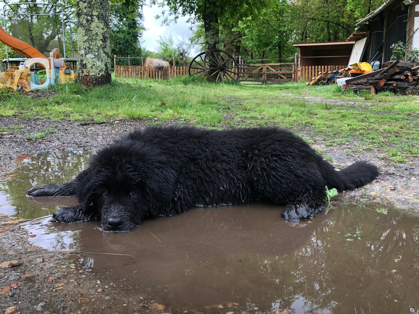 Comment rendre la chaleur plus confortable pour votre chien/chat?