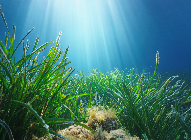 SEAGRASS