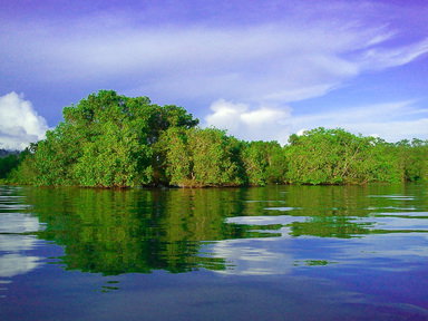 Mangrove forests