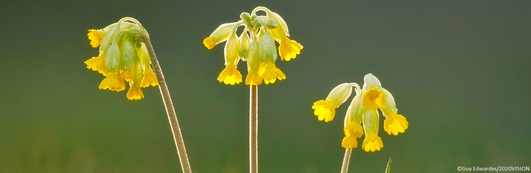 Cowslip Survey