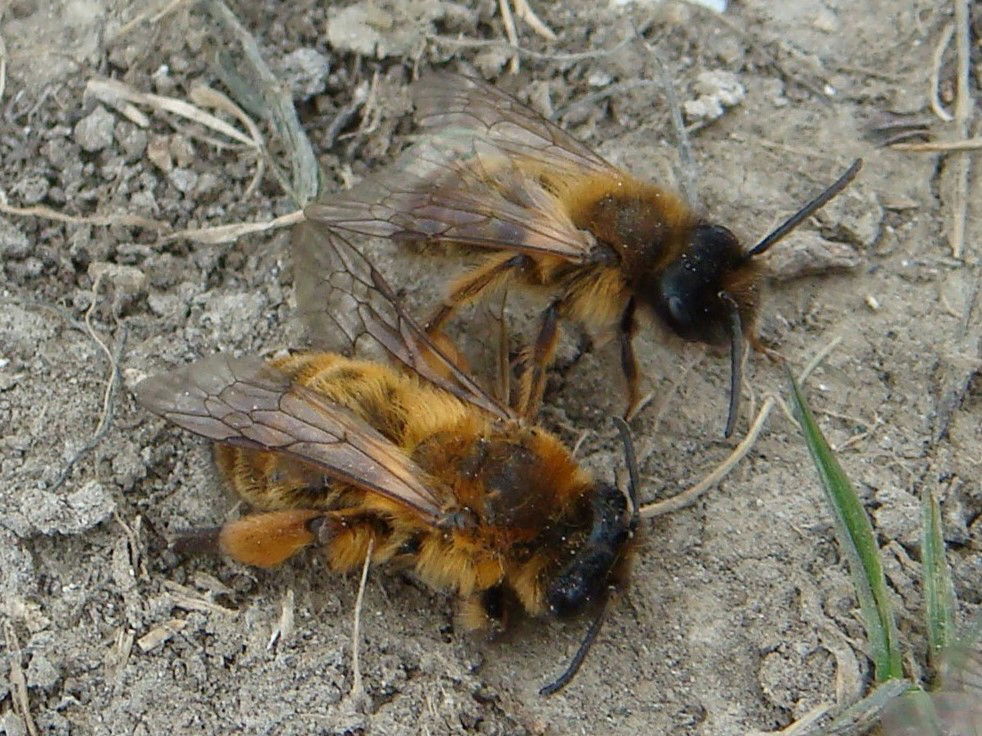 Wild Bee Watching