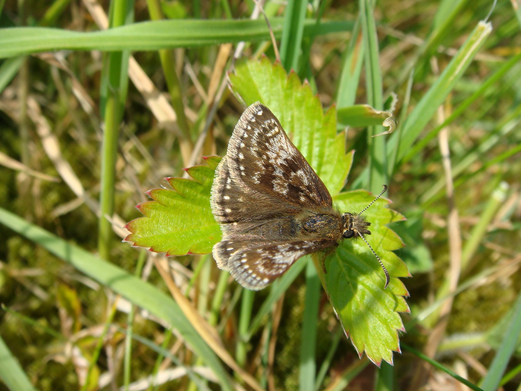 Butterfly and Moth Monitoring