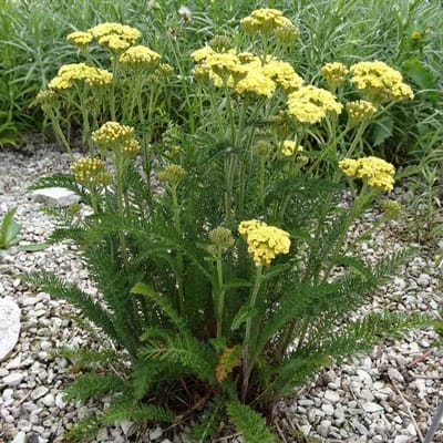 Tåliga perenner för sol och skugga