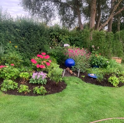 Så sköter du perennerna