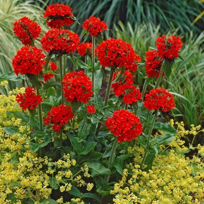 Lättskötta perenner i sol