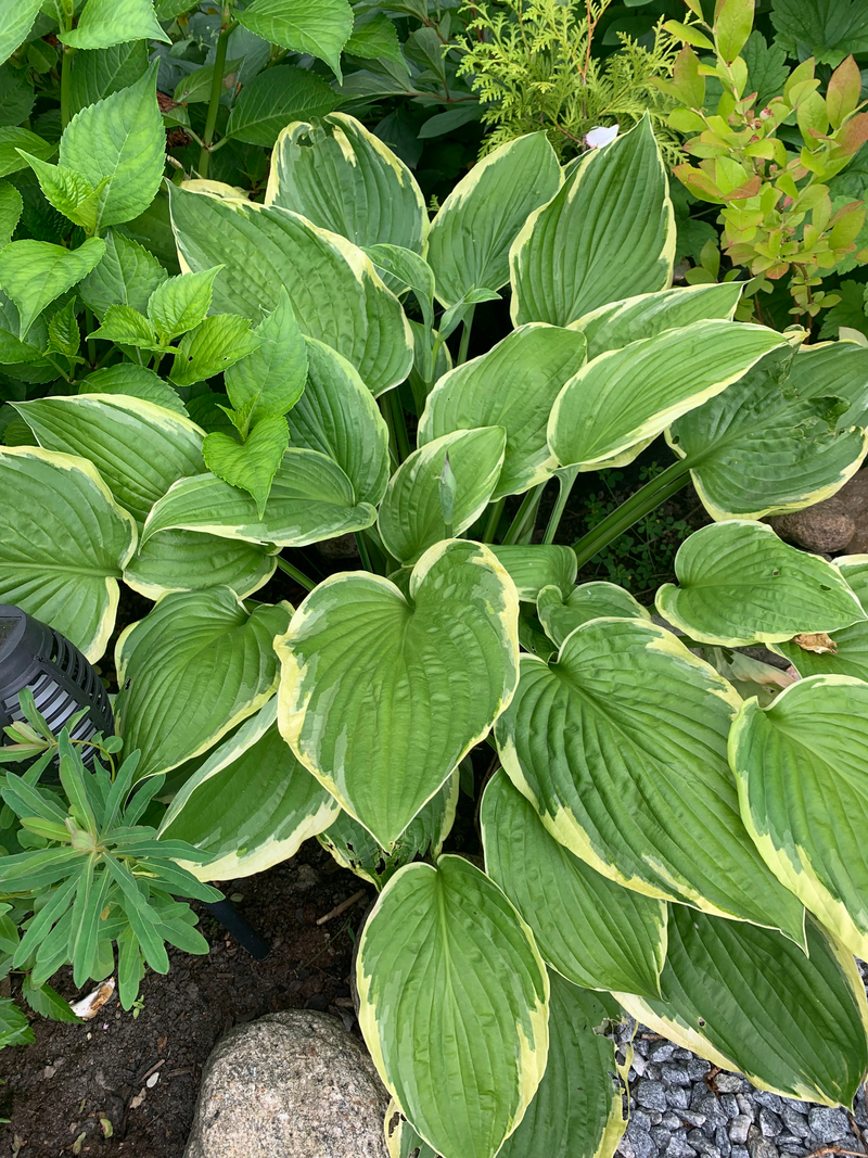 Perenner i skuggigt läge