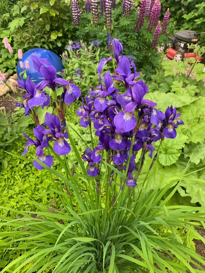 Perenner i lerigt läge