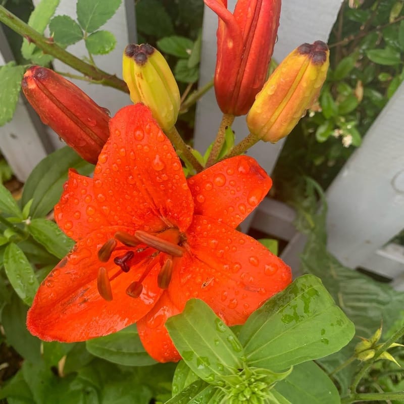 Extra tåliga perenner