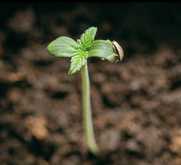 Best methods for germinate seeds