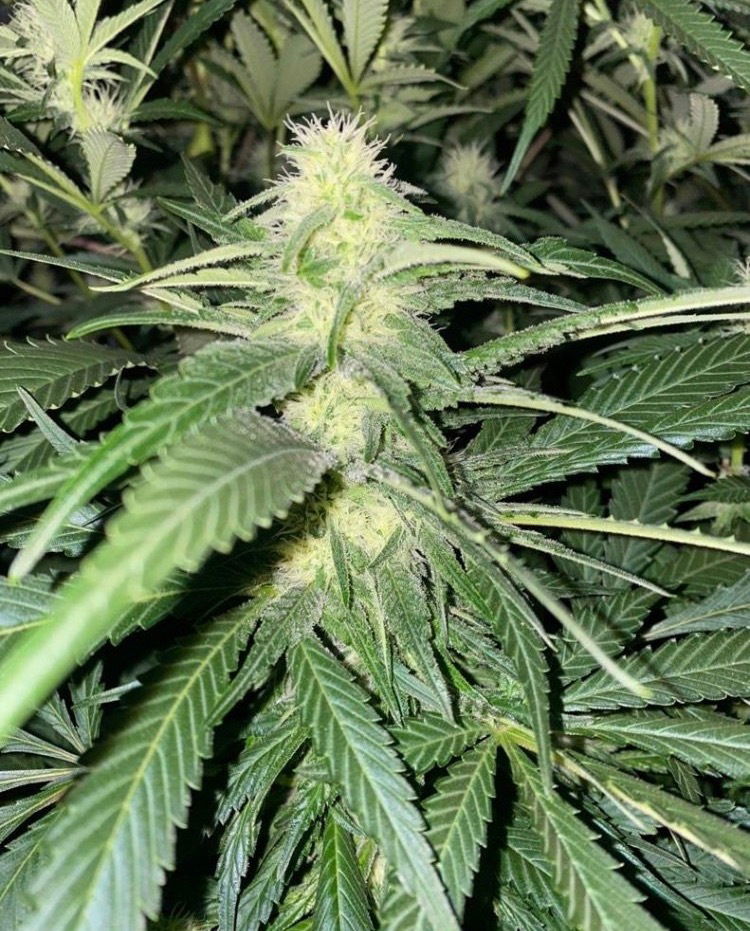 The four basic elements for a successful grow