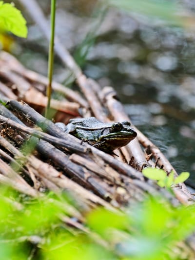 Amphibienwanderung  image