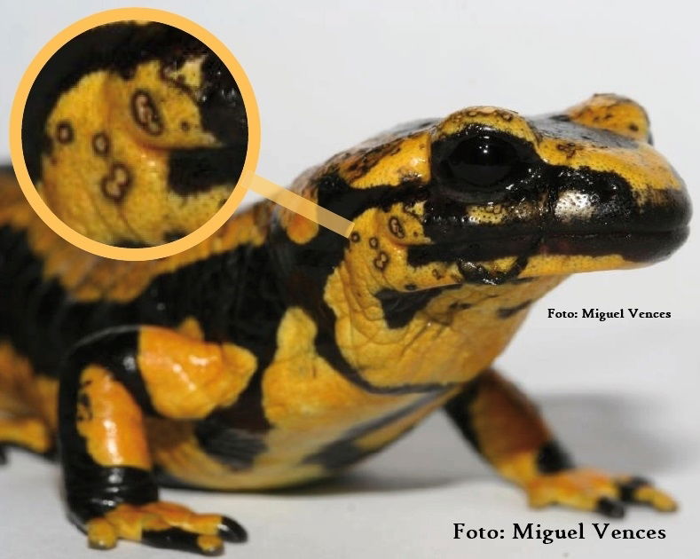 Bsal oder auch Salamanderpest