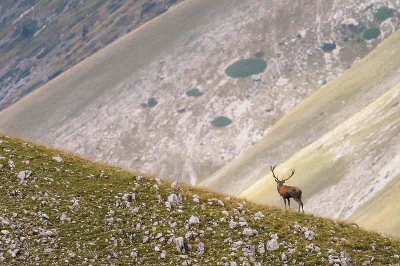 Brame du cerf dans les Abruzzes (Italie 2022)