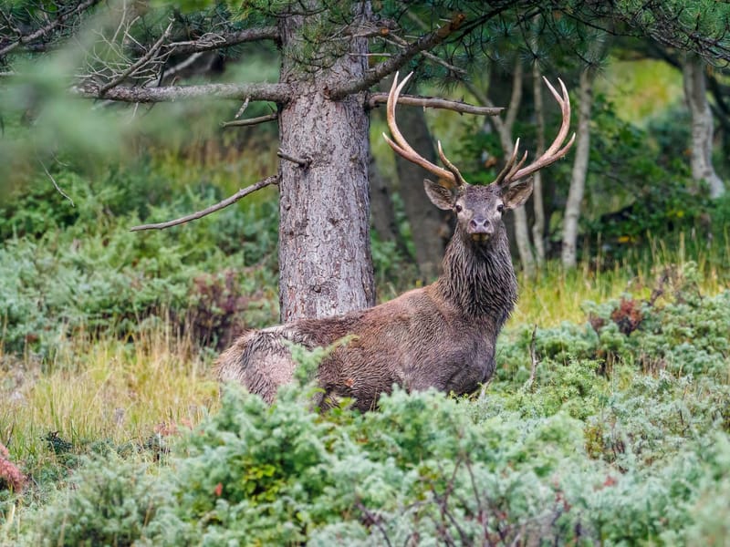 Cerfs