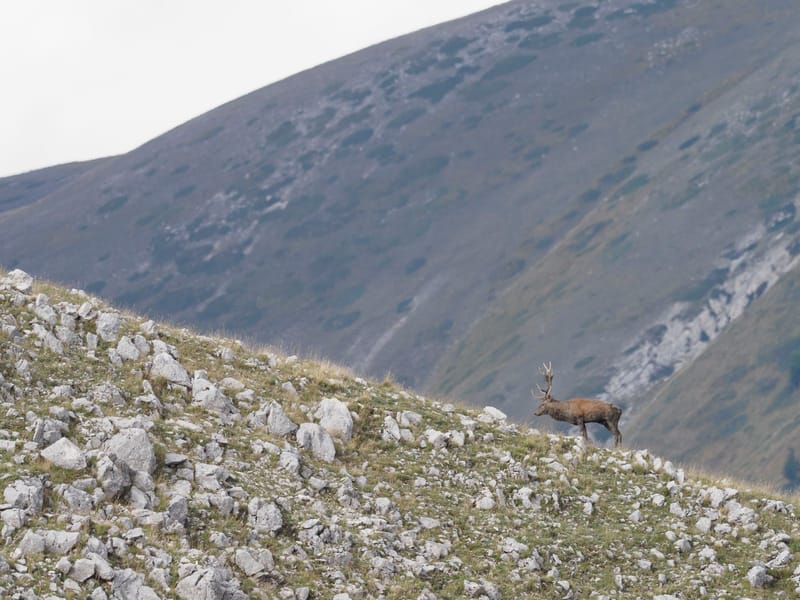 Cerfs