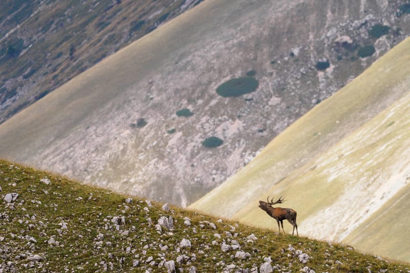 Cerfs