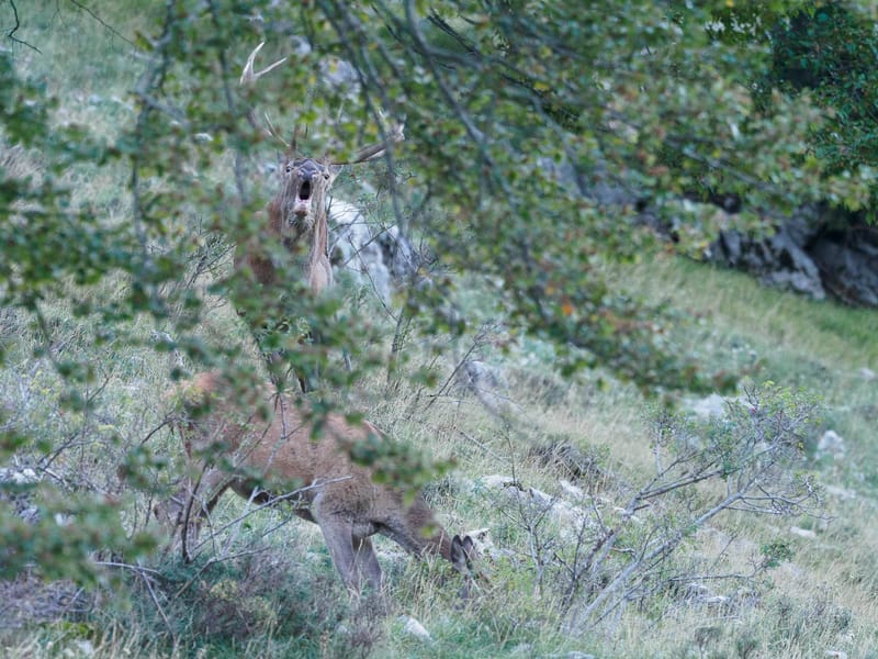 Cerfs